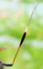 257615 – Photo : Jean-Michel GAREL – France (89)